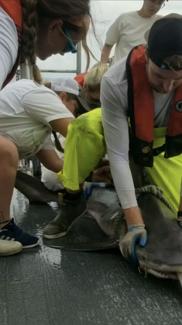 Tagging a Bull Shark